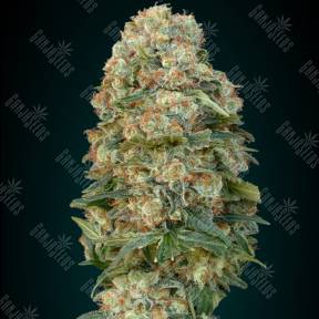 Female MIX Advanced Seeds