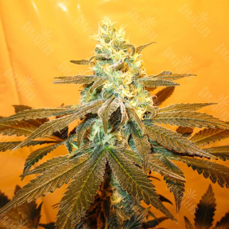 семена сортовой конопли Pineapple Skunk regular Humboldt Seeds семена сортовой конопли Pineapple Skunk regular Humboldt Seeds