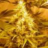 семена конопли курьером Medusa feminised Nirvana Seeds