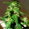 семена конопли в фирменной упаковке Auto Super Skunk feminised Ganja Live Seeds