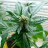 автоцветущие семена конопли Auto Super Skunk feminised Ganja Live Seeds