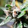 семена конопли интернет магазин Auto Super Skunk feminised Ganja Live Seeds