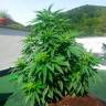семена сортовой конопли Auto Super Skunk feminised Ganja Live Seeds