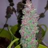 Auto Black Cream feminised Ganja Seeds
