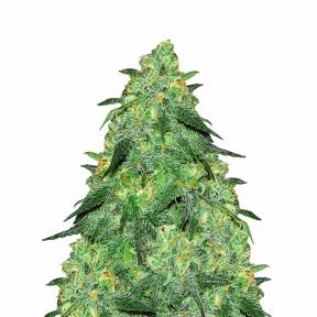 Ultra Skunk feminised Dutch Passion Seeds