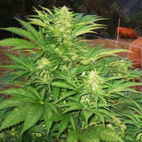 Narkush regular Ganja Seeds