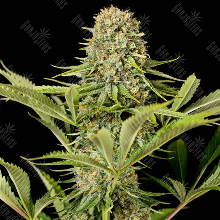 семена конопли интернет магазин Critical Jack feminised Dinafem Seeds
