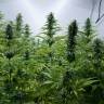 качественные семена конопли Critical Jack feminised Dinafem Seeds