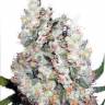 семена конопли гидропоники Auto Belaya Gvardiya feminised Dutch Passion Seeds семена конопли гидропоники Auto Belaya Gvardiya feminised Dutch Passion Seeds