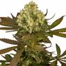 семена конопли Россия Sour Blueberry regular Humboldt Seeds