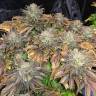 семена конопли Sour Blueberry regular Humboldt Seeds