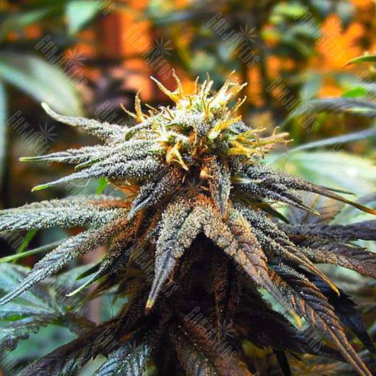 семена конопли для выращивания Mango Skunk feminised Nirvana Seeds семена конопли для выращивания Mango Skunk feminised Nirvana Seeds