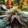 семена конопли для выращивания Mango Skunk feminised Nirvana Seeds семена конопли для выращивания Mango Skunk feminised Nirvana Seeds