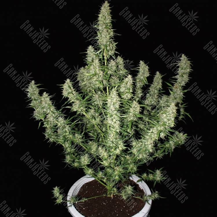 Auto Dedoverde Haze feminised Ganja Seeds