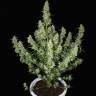 Auto Dedoverde Haze feminised Ganja Seeds