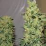 семена конопли в фирменной упаковке Chronic feminised Serious Seeds