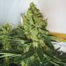 семена сортовой конопли Chronic feminised Serious Seeds