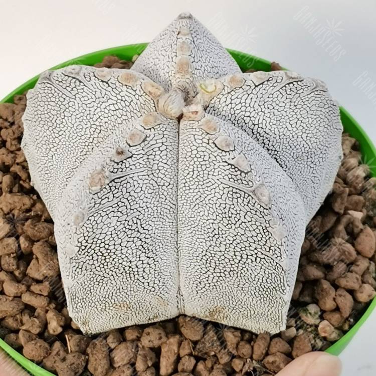 Семена кактуса Astrophytum myriostigma MIX Семена кактуса Astrophytum myriostigma MIX