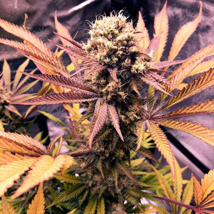 Семена марихуаны Auto Blueberry feminised GanjaLiveSeeds