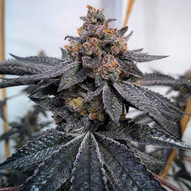 Семена конопли Dos-Si-Dos feminised Ganja Seeds купить