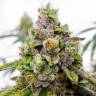 Семена конопли Dos-Si-Dos feminised Ganja Seeds заказать