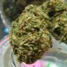 семена конопли в интернете Auto Candy Kush regular