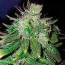 семена конопли скороспелый купить Auto Candy Kush regular