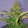 семена конопли аутдор Auto Candy Kush regular