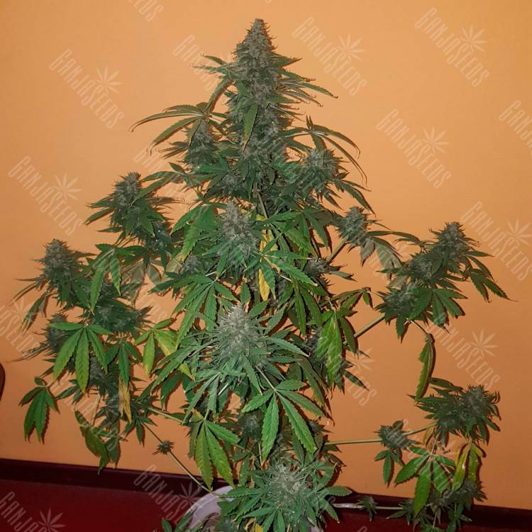 семена конопли гидропоники Auto Candy Kush regular