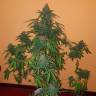 семена конопли гидропоники Auto Candy Kush regular