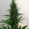 семена конопли дешево Auto Candy Kush regular