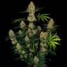семена конопли с доставкой Auto Candy Kush regular