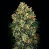 семена индийской конопли Auto Candy Kush regular
