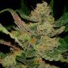 мощные семена конопли Auto Candy Kush regular