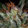семена конопли автоцвет Auto Candy Kush regular