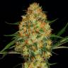 семена конопли в фирменной упаковке Auto Candy Kush regular