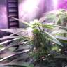 семена индийской конопли Auto Himalaya Blue Diesel feminised