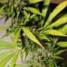 регулярные семена конопли купить 8 Miles High regular Mandala Seeds регулярные семена конопли купить 8 Miles High regular Mandala Seeds