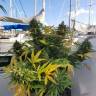 White Widow feminised Dutch Passion Seeds