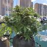 White Widow feminised Dutch Passion Seeds
