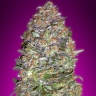 семена конопли в оригинальных упаковках New York Diesel regular Ganja Seeds