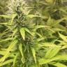 семена медицинской конопли New York Diesel regular Ganja Seeds