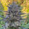 Auto White Chere regular Ganja Seeds
