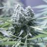 купить семена конопли Critical + 2.0 feminised Dinafem Seeds