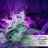 мощные семена конопли Auto SnowStorm #2 feminised Dutch Passion Seeds мощные семена конопли Auto SnowStorm #2 feminised Dutch Passion Seeds