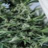 где заказать семена конопли Sour Diesel #2 regular Humboldt Seeds