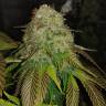 семена конопли наложенным платежом Sour Diesel #2 regular Humboldt Seeds