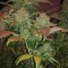 заказать на сайте семена конопли Sour Diesel #2 regular Humboldt Seeds