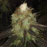где можно заказать семена конопли Sour Diesel #2 regular Humboldt Seeds