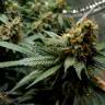 семена конопли в интернете Misty Kush feminised Nirvana Seeds